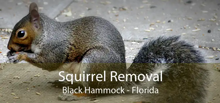 Squirrel Removal Black Hammock - Florida