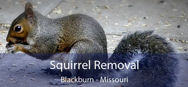 Squirrel Removal Blackburn - Missouri