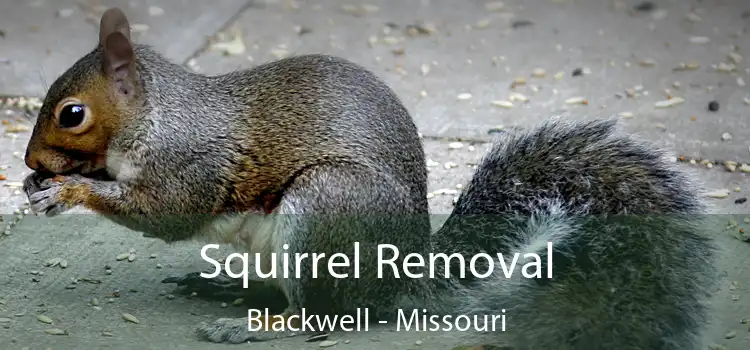 Squirrel Removal Blackwell - Missouri