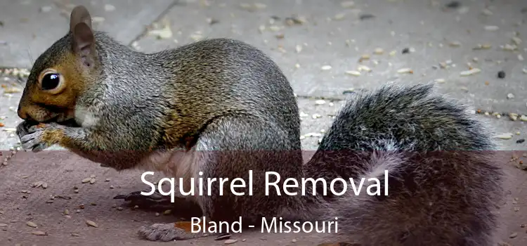 Squirrel Removal Bland - Missouri