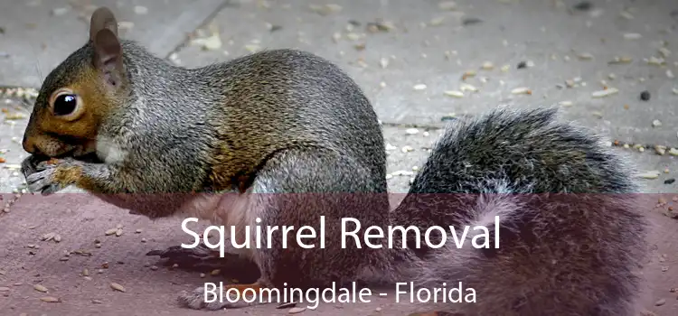 Squirrel Removal Bloomingdale - Florida