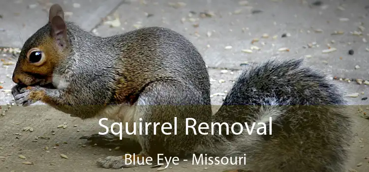 Squirrel Removal Blue Eye - Missouri