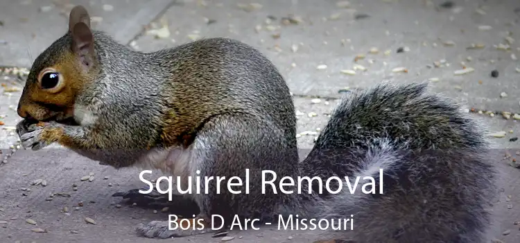Squirrel Removal Bois D Arc - Missouri