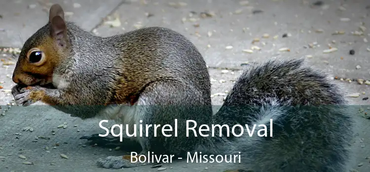 Squirrel Removal Bolivar - Missouri