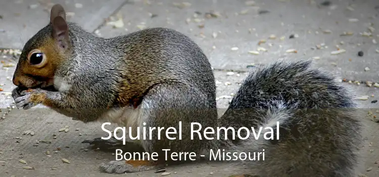 Squirrel Removal Bonne Terre - Missouri