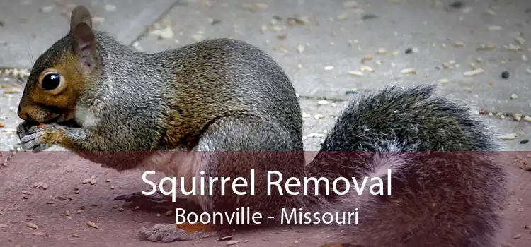 Squirrel Removal Boonville - Missouri