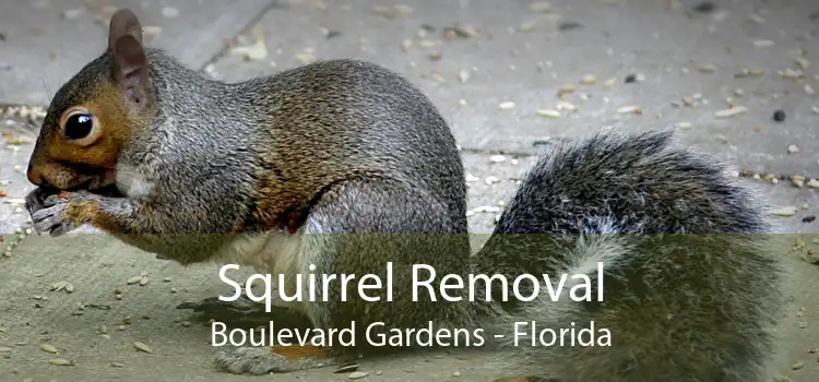Squirrel Removal Boulevard Gardens - Florida