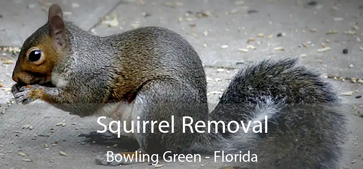 Squirrel Removal Bowling Green - Florida