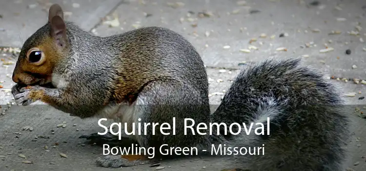 Squirrel Removal Bowling Green - Missouri