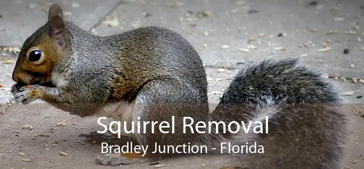 Squirrel Removal Bradley Junction - Florida