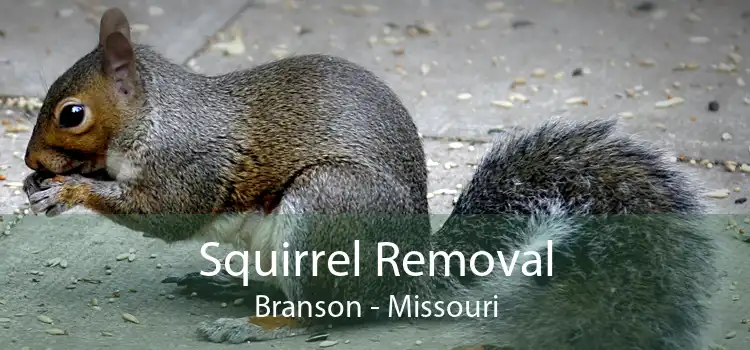 Squirrel Removal Branson - Missouri