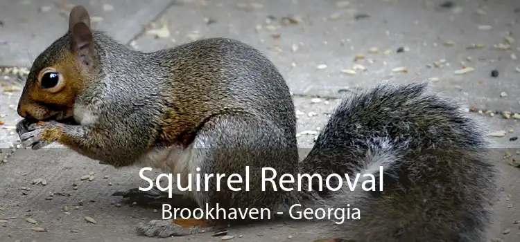 Squirrel Removal Brookhaven - Georgia