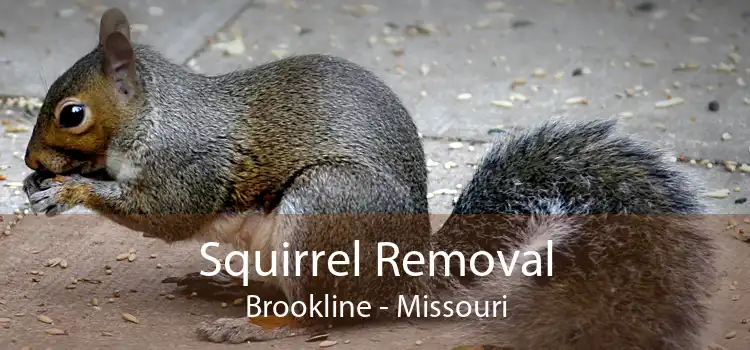 Squirrel Removal Brookline - Missouri