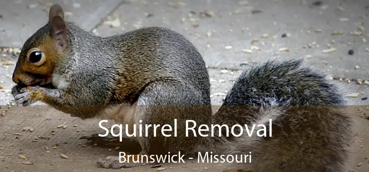 Squirrel Removal Brunswick - Missouri