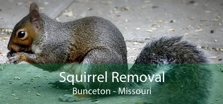 Squirrel Removal Bunceton - Missouri