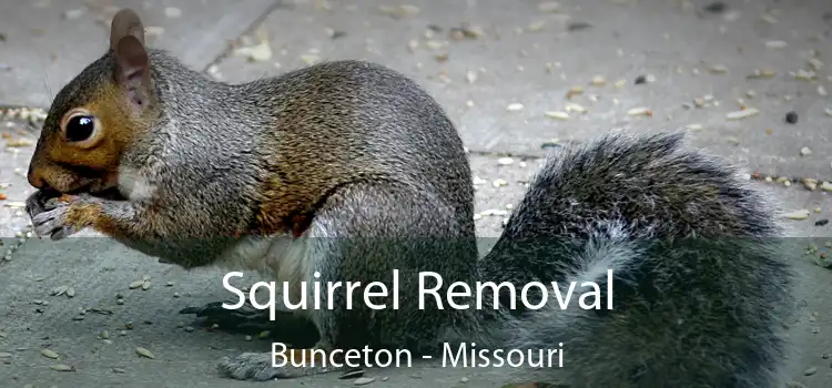 Squirrel Removal Bunceton - Missouri