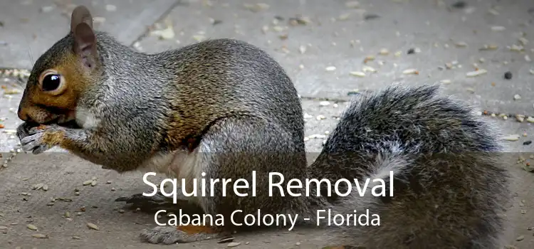 Squirrel Removal Cabana Colony - Florida