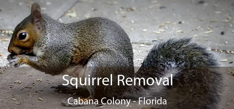 Squirrel Removal Cabana Colony - Florida