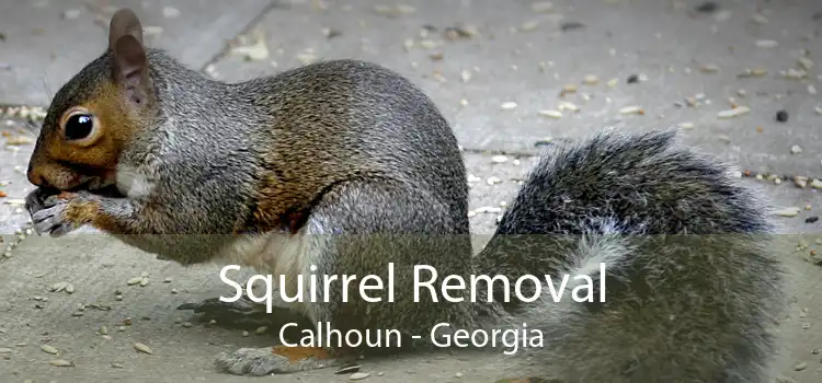 Squirrel Removal Calhoun - Georgia