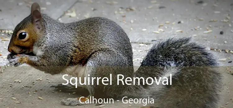 Squirrel Removal Calhoun - Georgia