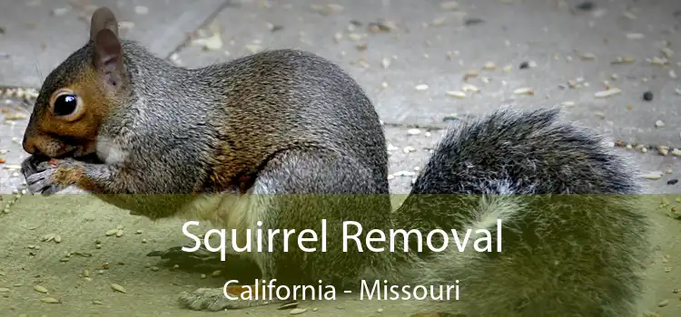 Squirrel Removal California - Missouri