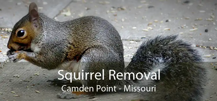 Squirrel Removal Camden Point - Missouri
