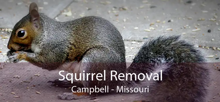 Squirrel Removal Campbell - Missouri
