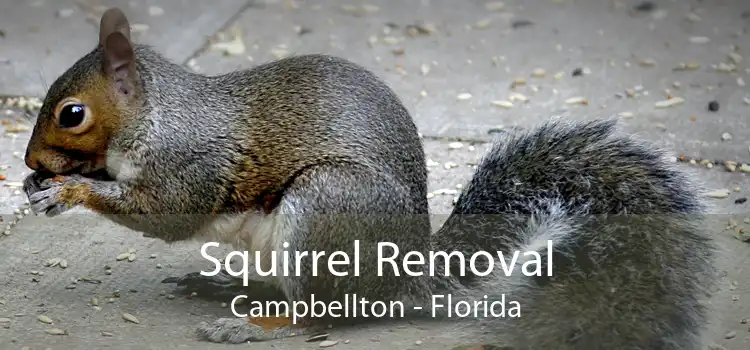 Squirrel Removal Campbellton - Florida