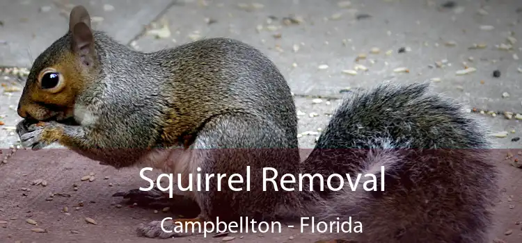 Squirrel Removal Campbellton - Florida