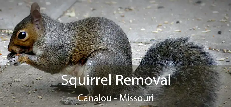 Squirrel Removal Canalou - Missouri