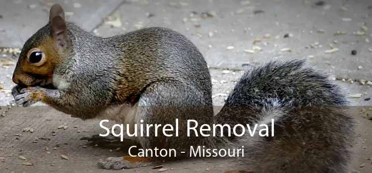 Squirrel Removal Canton - Missouri