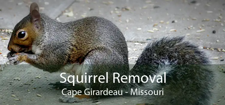 Squirrel Removal Cape Girardeau - Missouri