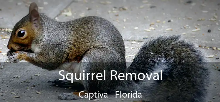 Squirrel Removal Captiva - Florida