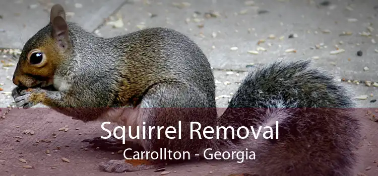 Squirrel Removal Carrollton - Georgia