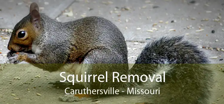 Squirrel Removal Caruthersville - Missouri