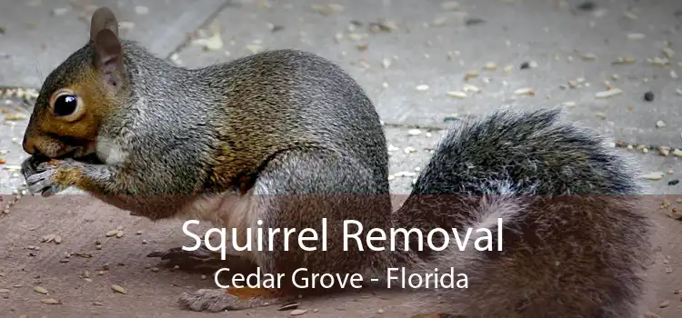 Squirrel Removal Cedar Grove - Florida