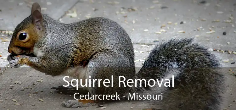 Squirrel Removal Cedarcreek - Missouri