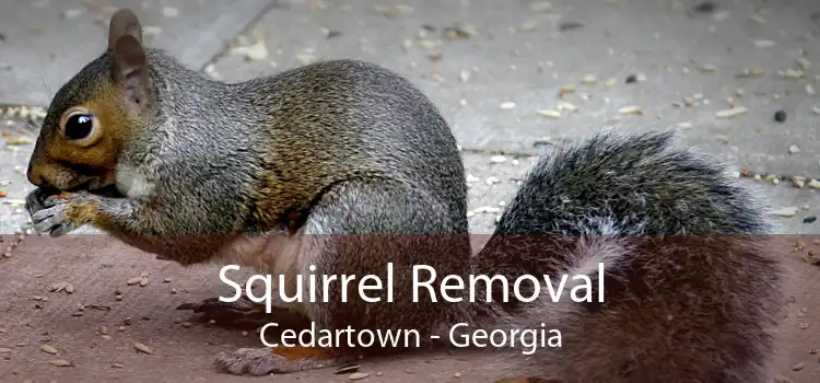 Squirrel Removal Cedartown - Georgia