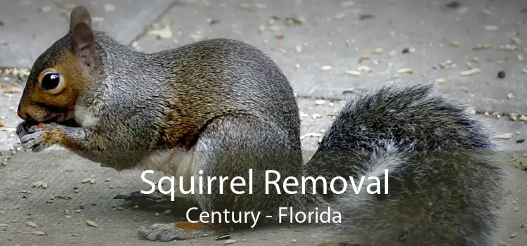 Squirrel Removal Century - Florida
