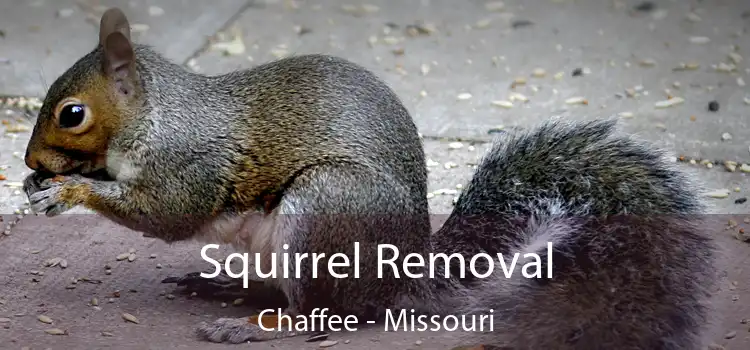 Squirrel Removal Chaffee - Missouri