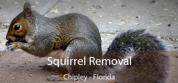 Squirrel Removal Chipley - Florida