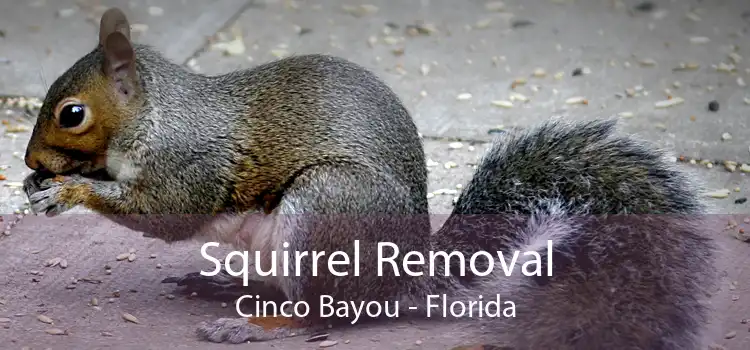 Squirrel Removal Cinco Bayou - Florida
