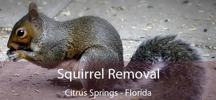 Squirrel Removal Citrus Springs - Florida