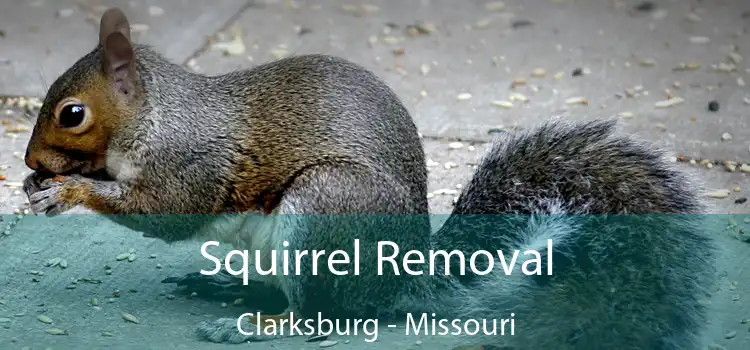 Squirrel Removal Clarksburg - Missouri