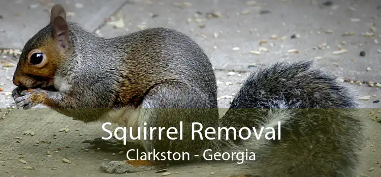 Squirrel Removal Clarkston - Georgia