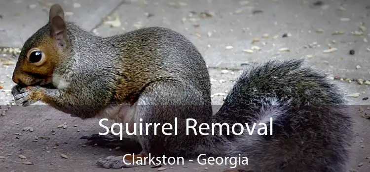 Squirrel Removal Clarkston - Georgia