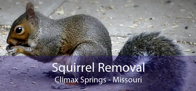 Squirrel Removal Climax Springs - Missouri