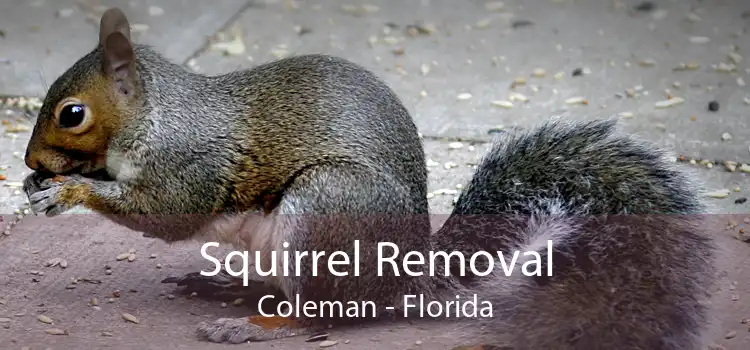 Squirrel Removal Coleman - Florida