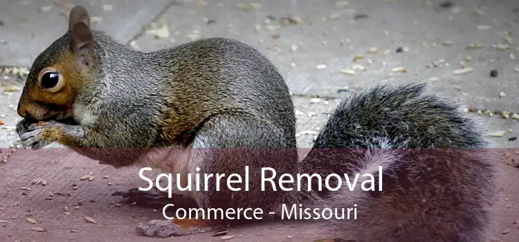 Squirrel Removal Commerce - Missouri