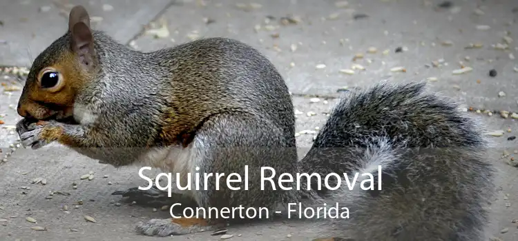 Squirrel Removal Connerton - Florida